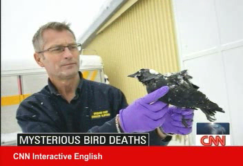 美國鳥群神秘死亡事件