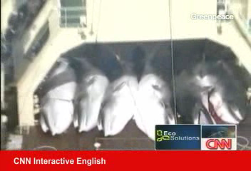 不要以科學之名捕殺鯨魚！