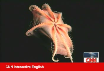 地球上有外星人？  深海生物奇觀