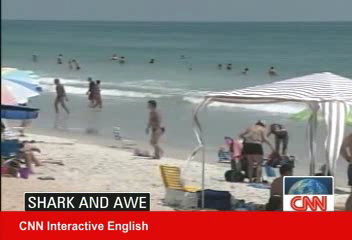 夏日海灘戲水  如何防止鯊魚攻擊？